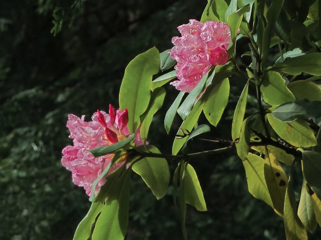 Pacific Rhododendron Info: Tips For Growing California Rosebay | Gardening  Know How