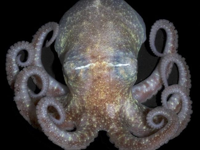 All Octopuses Are Venomous | Live Science