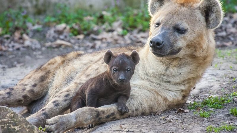 Yubka ostidagi retro paypoqlar Yetuk tatar fotosurati