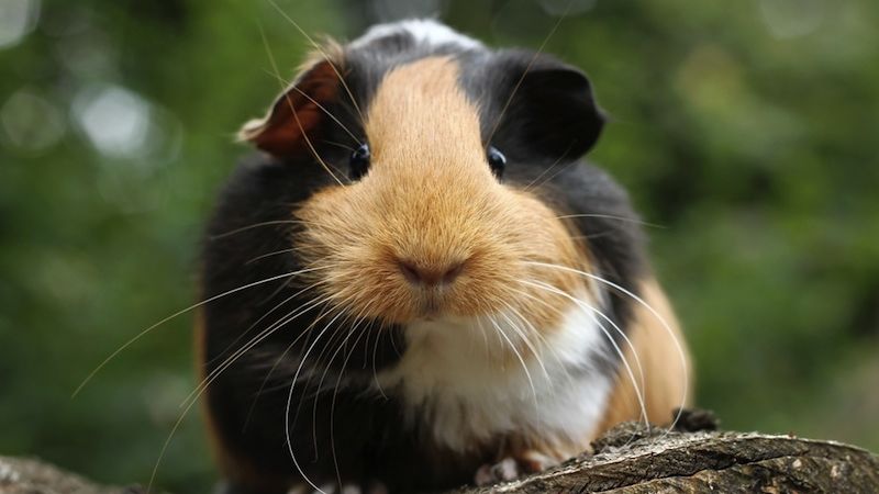 Guinea Pig Facts | Live Science