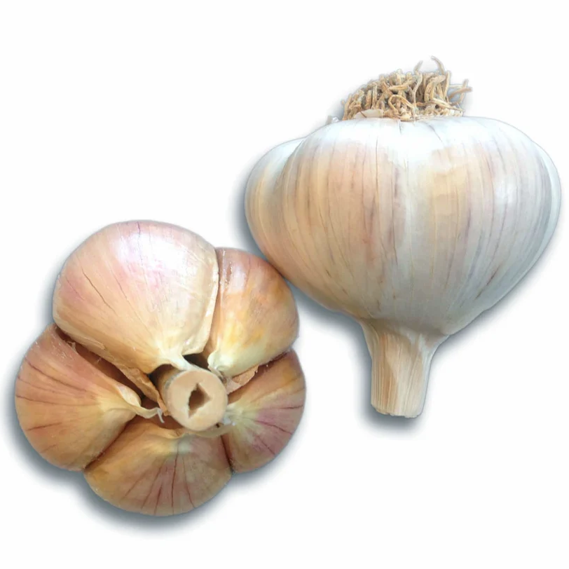 majestic garlic