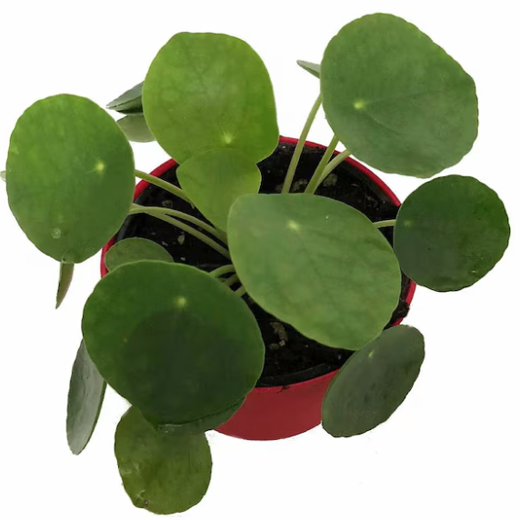 Hirt's Gardens Chinese Money Plant