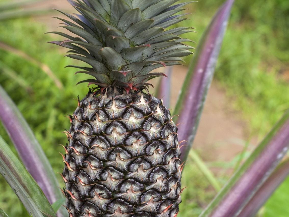 Pineapple Harvest Time - When And How To Harvest A Pineapple Plant |  Gardening Know How