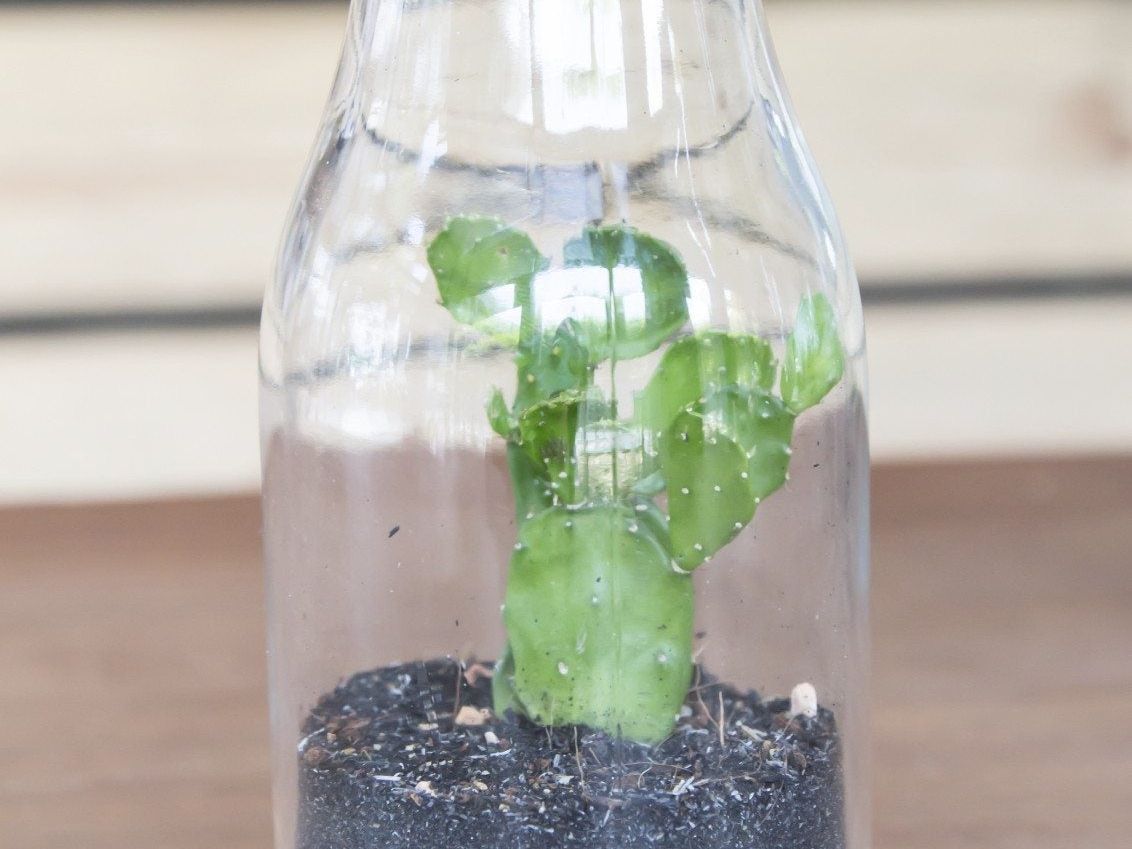 grow your own plant Self-Sufficient Garden Herb Kit