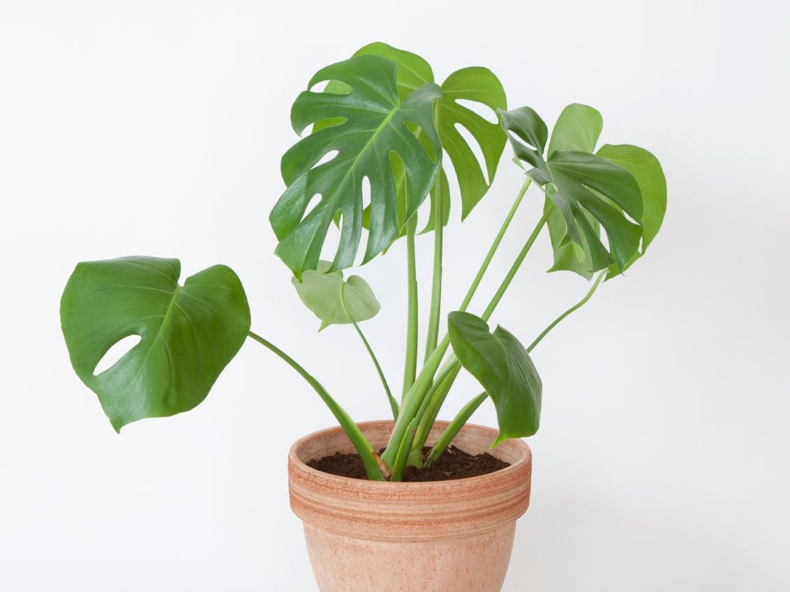 When And How To Repot A Swiss Cheese Plant | Gardening Know How