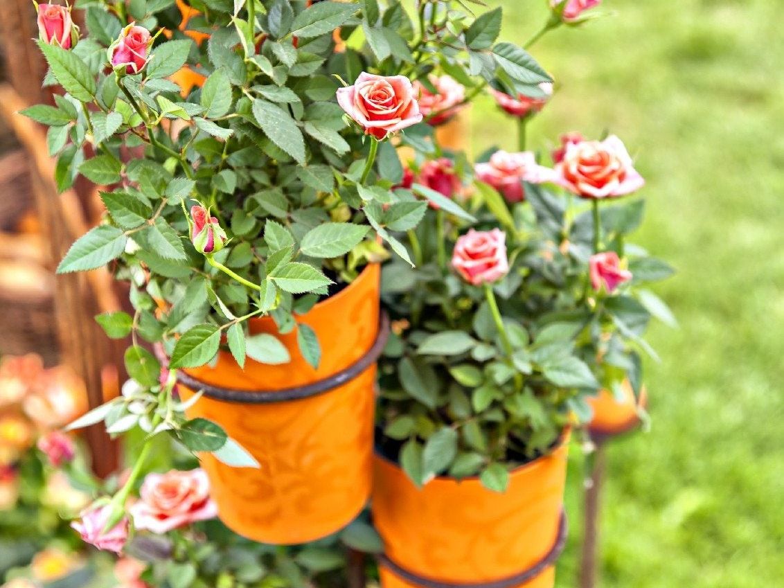 Roses Box Pot Red Rose Bush In Pot