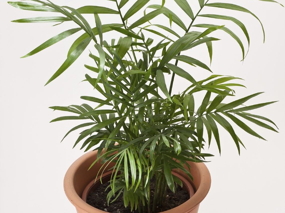 biggest snake plant Sansevieria Zeylanica Snake Plant in 10-inch Decor Pot main image 1