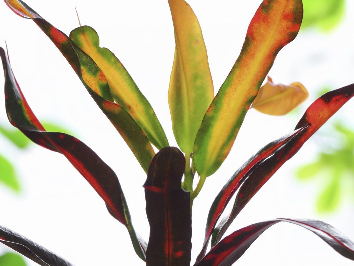 Leaf Drop On Croton: Reasons For Croton Plant Dropping Leaves | Gardening  Know How