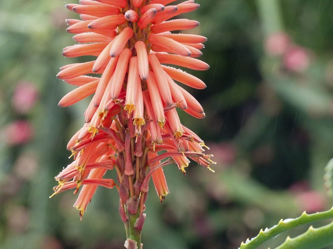 Does Aloe Vera Bloom: How To Get Flowers On Aloe Plants | Gardening Know How