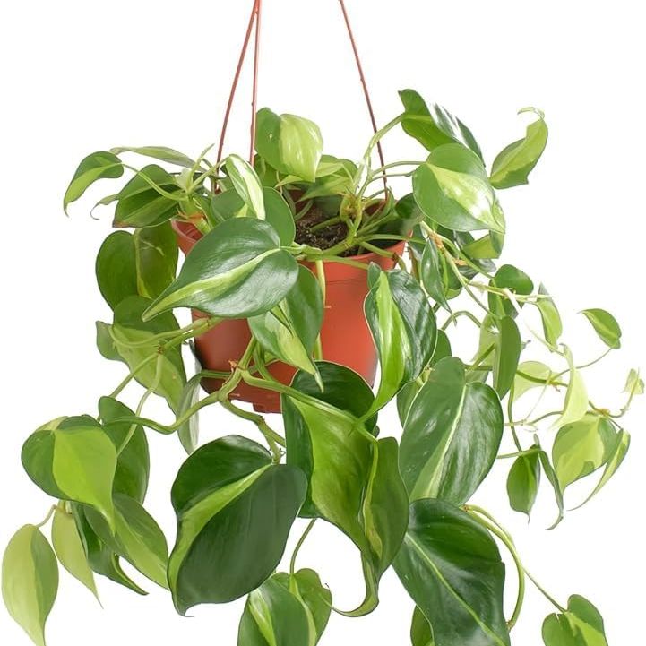 Shop Succulents Heartleaf Philodenron Brasil Hanging Plant, Live Indoor Plant, Easy Care Hanging Ivy Houseplant in Nursery Pot, Air Purifying Plant in Soil, Housewarming, Home D&amp;eacute;cor, Trails 2-4 Feet