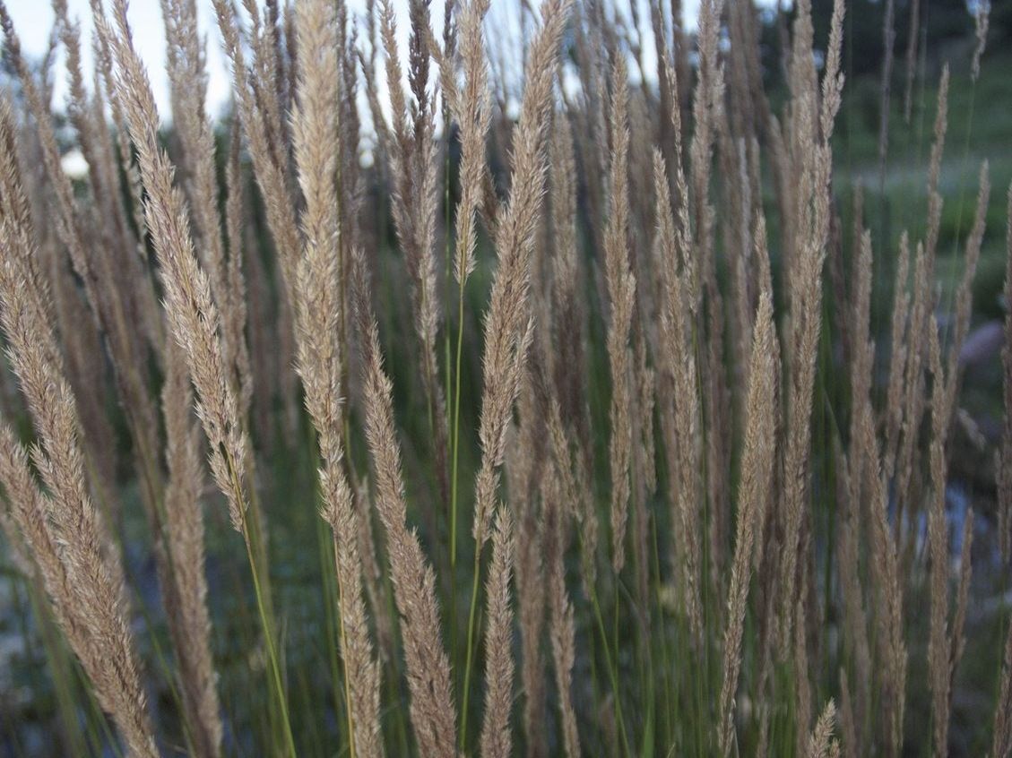 Zone 3 Ornamental Grasses - Types Of Cold Hardy Grasses For Zone 3 |  Gardening Know How, image size:1129x846