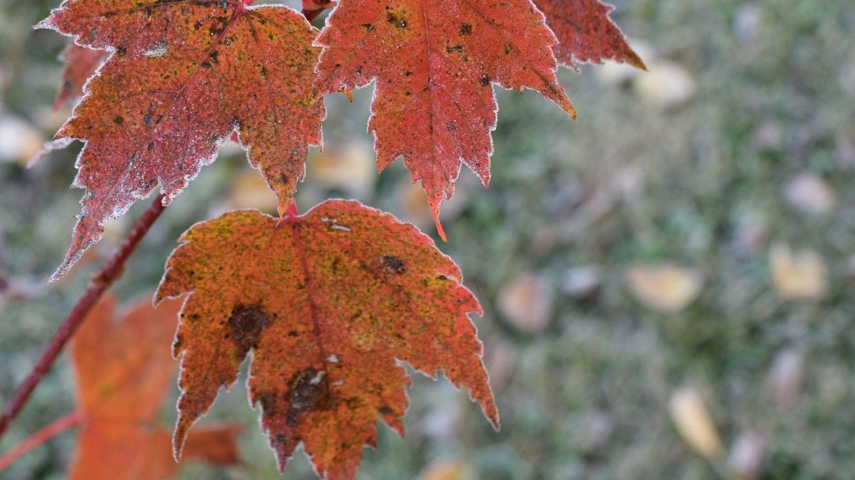 Maple Trees For Zone 3 Gardens - Tips On Selecting Cold Hardy