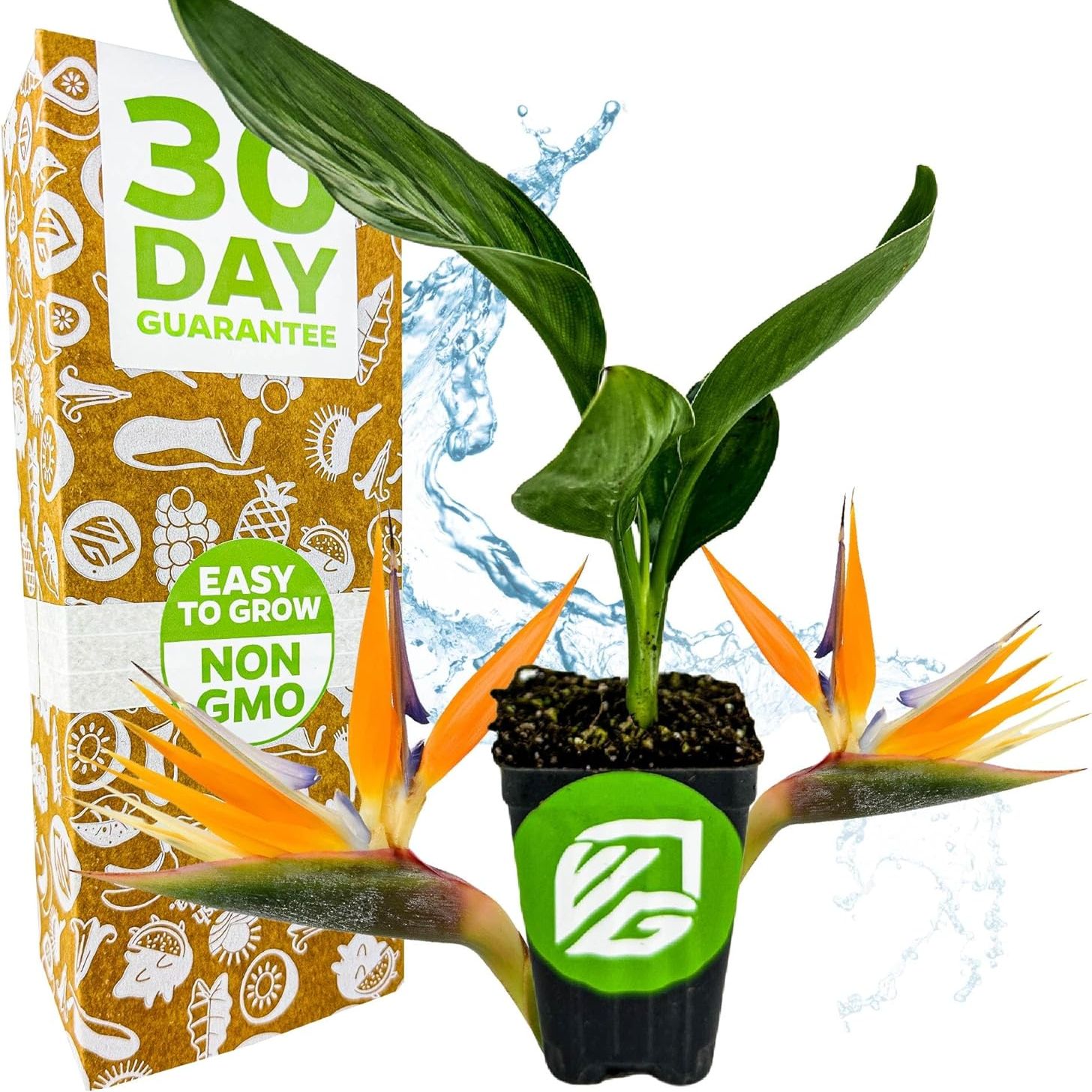 Orange Bird of Paradise Live Plant - Strelitzia Reginae by Wellspring Gardens - Tropical Flowering Perennial, Exotic Indoor/outdoor Houseplant, Easy Care, Low Maintenance Starter Plant