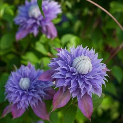 Perennial Farm Clematis X Viticella Diamantina Hybrid&amp;ndash; Live Regal&amp;reg; Series Clematis in 4 Quart Container, Large Double Purple Blooms, Long Blooming, Compact Climber, Ideal for Trellises &amp;amp; Containers