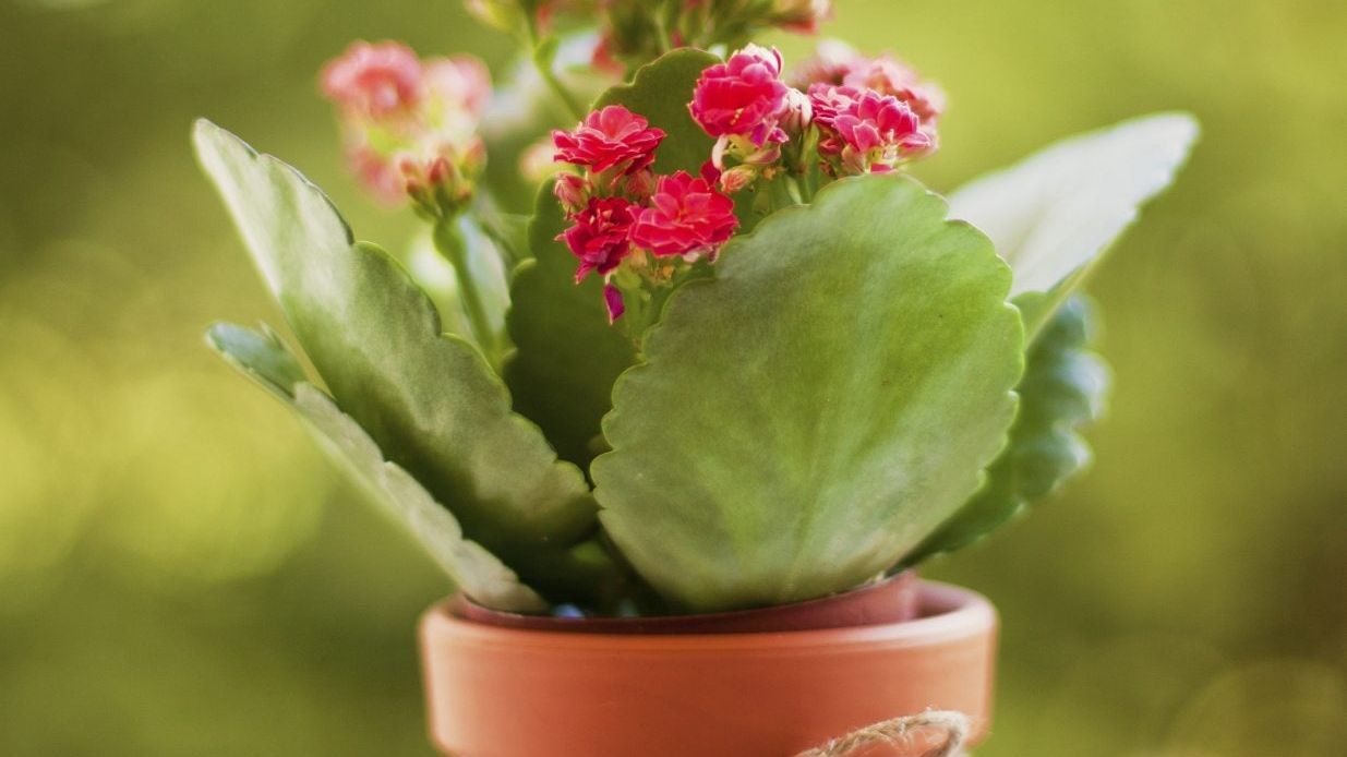 Best Houseplant Gifts: Tips For Indoor Plant Sharing With Others |  Gardening Know How