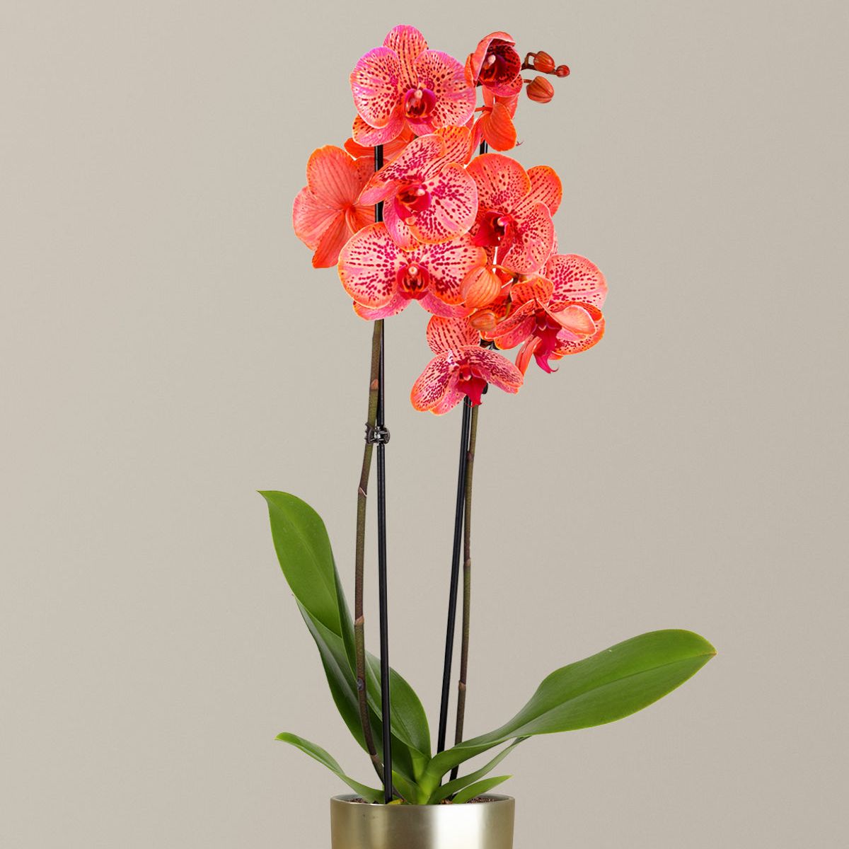 Electric Tangerine Kaleidoscope Orchid - Small / Marcelle / Gold