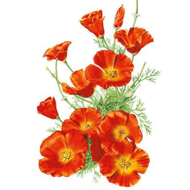 Mikado California Poppy Seeds