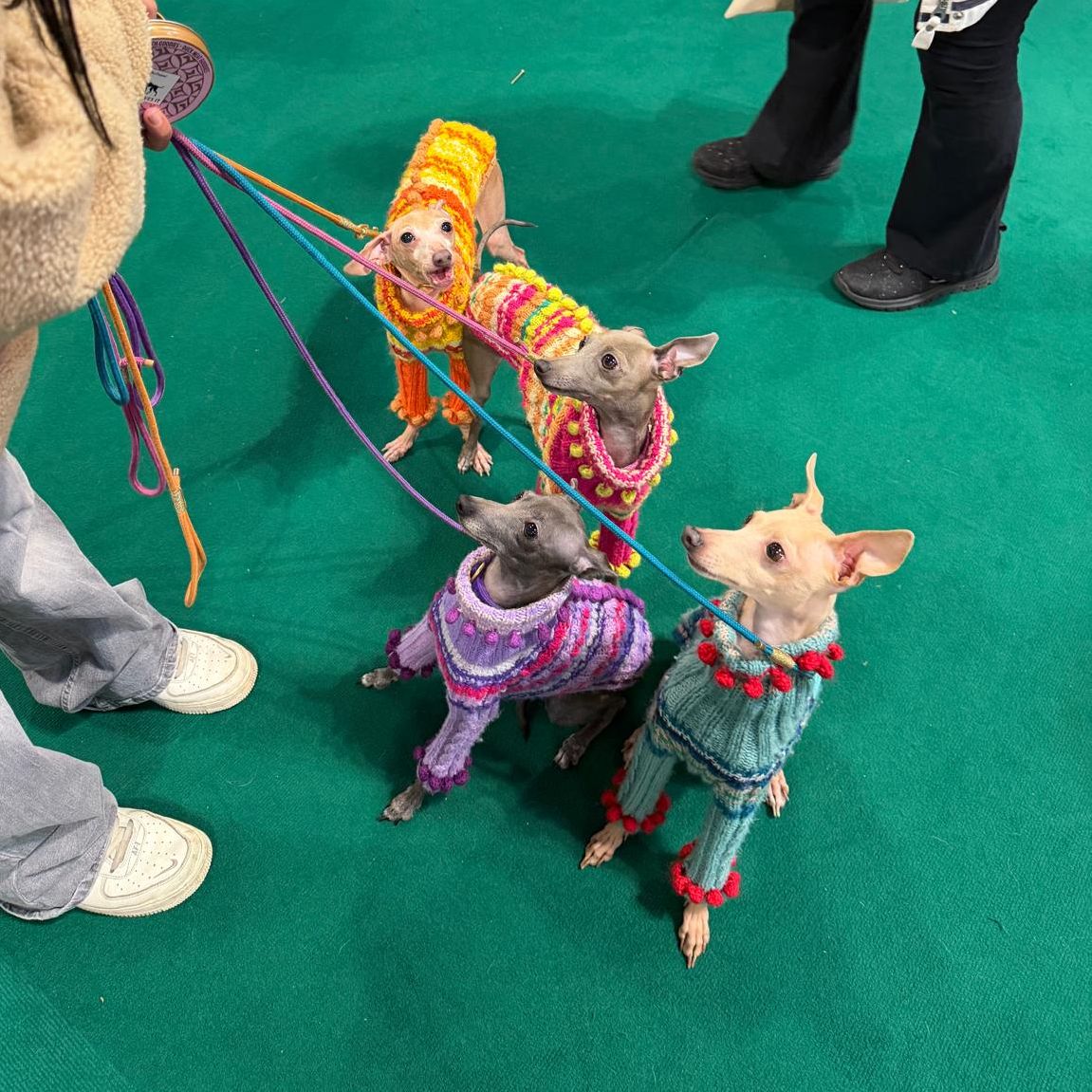 Four Italian greyhounds wearing colourful knitted jumpers stand on leads at a dog show, looking up attentively in a busy indoor setting.