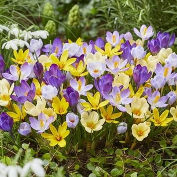 Crocus Mixed Color Bulbs for Planting - Easy to Grow Perennial Flowers for Garden or Landscape or Indoors (10 Bulbs)