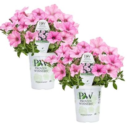 Proven Winners&amp;reg; Petunia Plant - Supertunia Vista Bubblegum - 2 Pack - Annual Flower for Spring &amp;amp; Summer Blooms - 6" Tall X 6" Wide, 1.56 Pt Pot