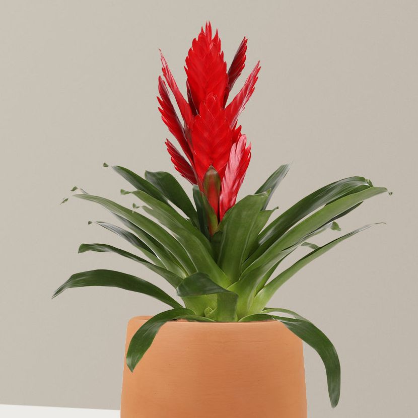 Bromeliad Vriesea Intenso Red - Small (10"-16" Tall) / Raven (5" Wide) / Terracotta