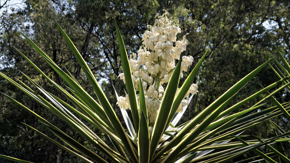 Yucca Growing - How to Care for Yucca Plants Outside | Gardening Know How