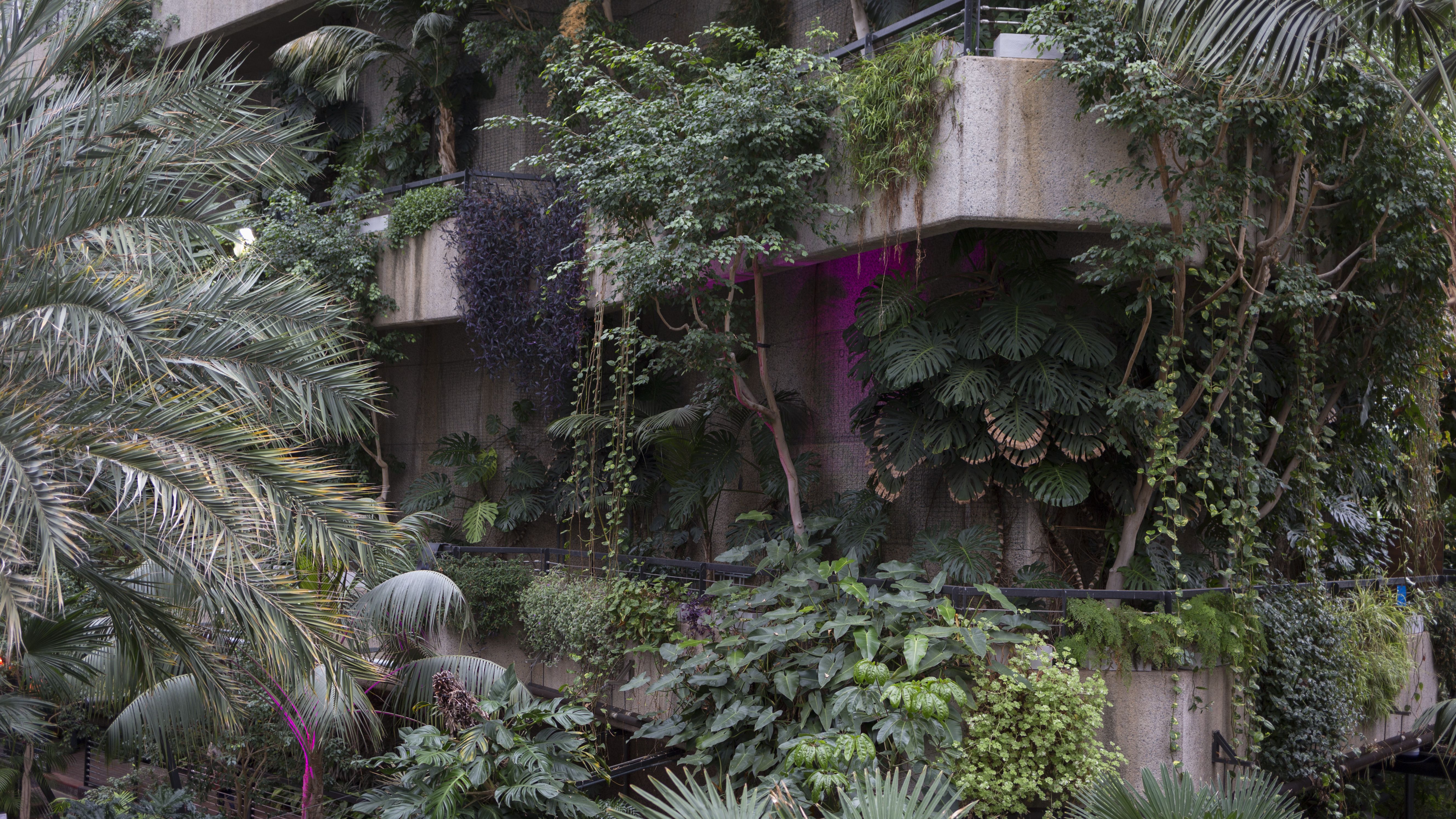 The Barbican Conservatory in the City of London, on 27th January 2019, in London, England. The conservatory houses more than 2000 species of plants and trees, as well as terrapins and koi carp. Admission to the conservatory is free but public opening times are very limited; currently only afternoons on Sundays and some Bank holiday Mondays. Opening days and times are given on the Barbican website. (Photo by Richard Baker / In Pictures via Getty Images)