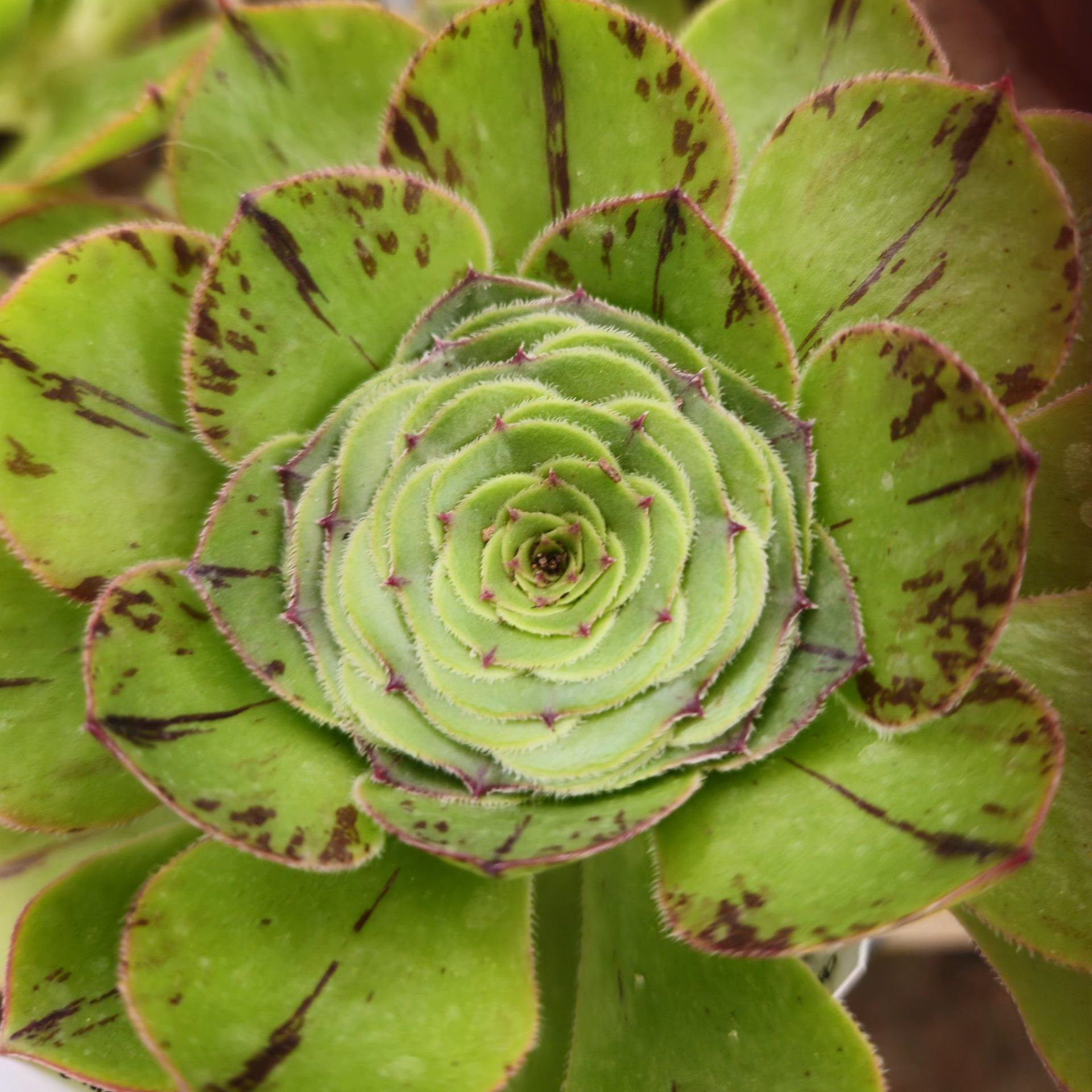 Aeonium 'ottershaw Matcha' New 2026 - Chelsea Flower Show Launch