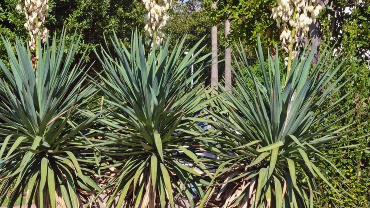 Beargrass Yucca Information: Beargrass Yucca Care In Beargrass Yucca Information: Beargrass Yucca Care In