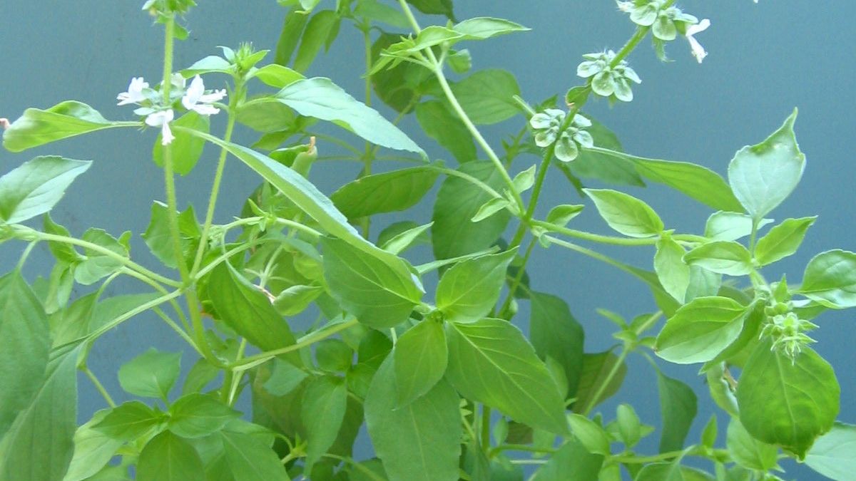 self watering system plants Oasis Self-Watering Planter – Lasts Up to a Month main image 0