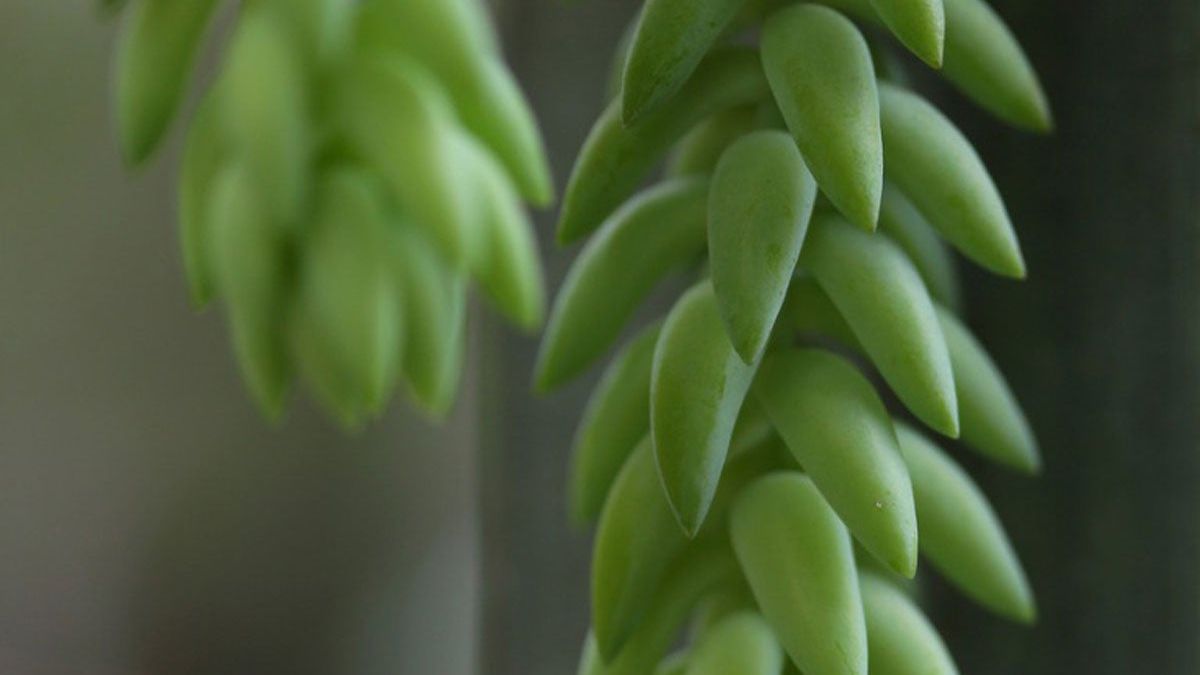 curly jade plant Crassula arborescens undulatifolia 'Ripple Jade' 4 Inch