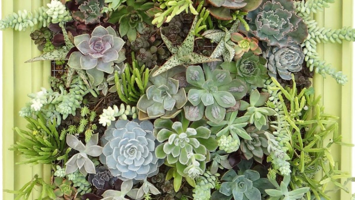 Succulent Wall Display Ideas: Tips For Growing Succulents On A Wall |  Gardening Know How