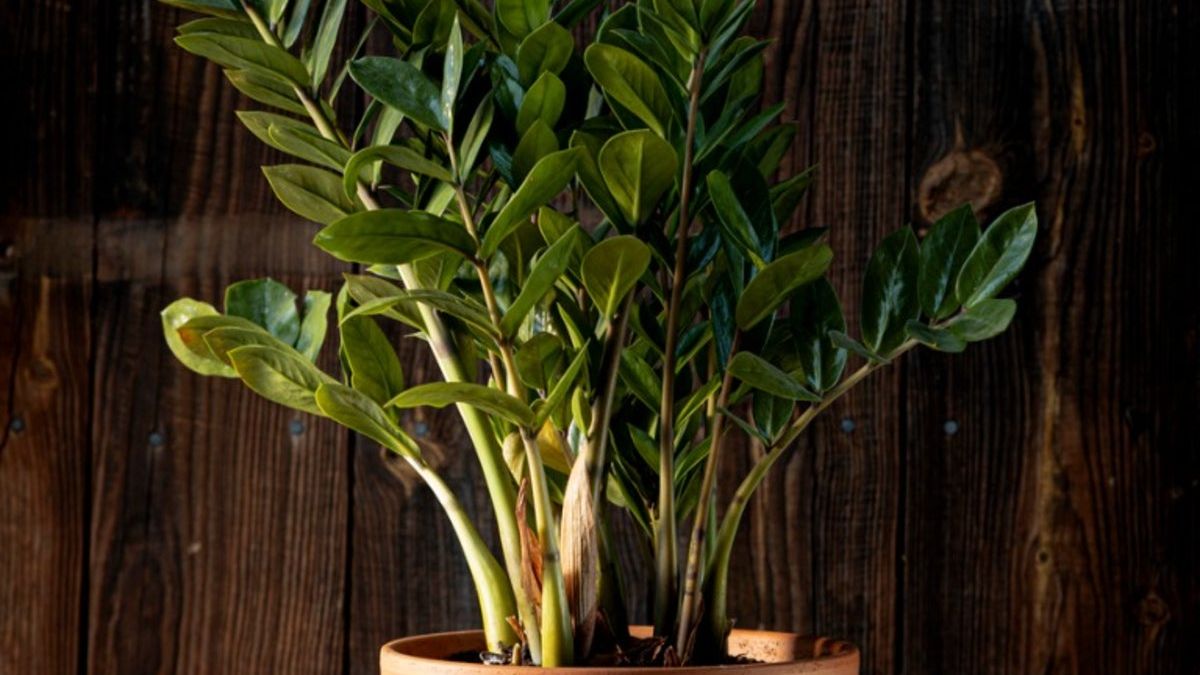 Shade Plants For Inside - Indoor Tropical Plants For Shade | Gardening Know  How