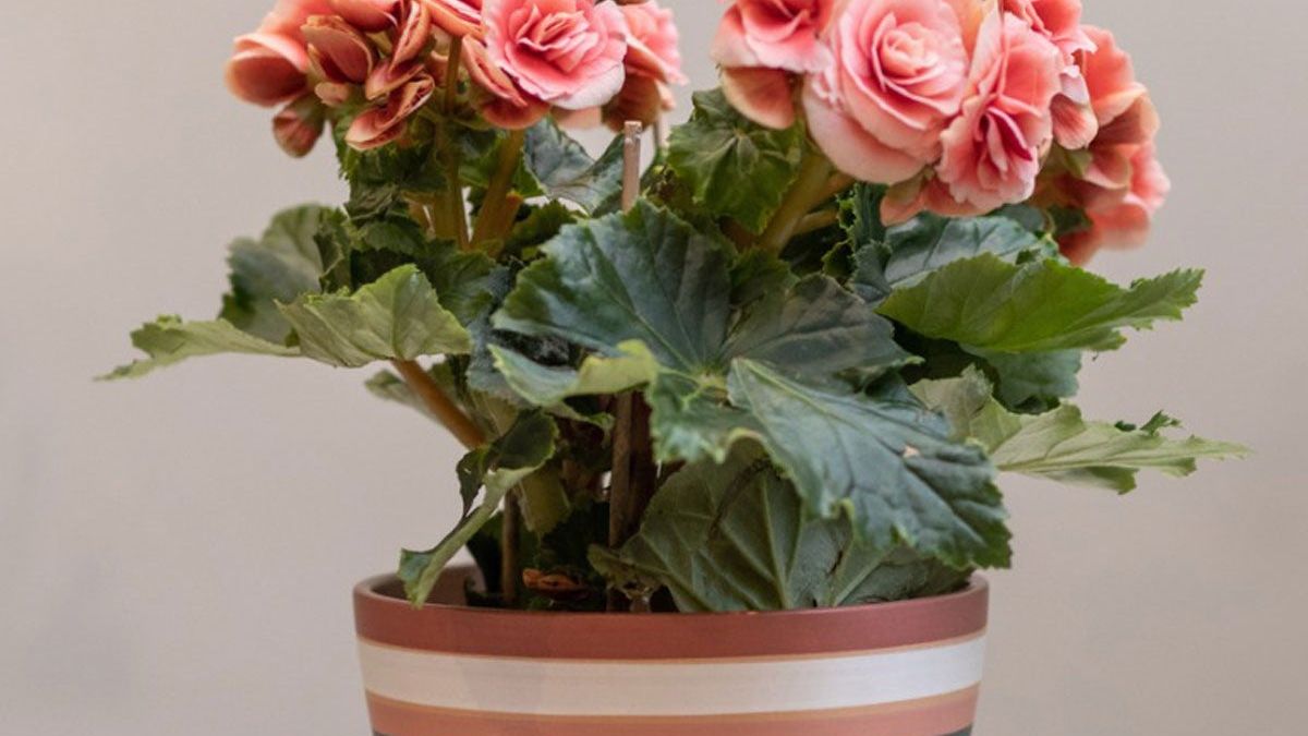 chinse money plant Pilea main image 0