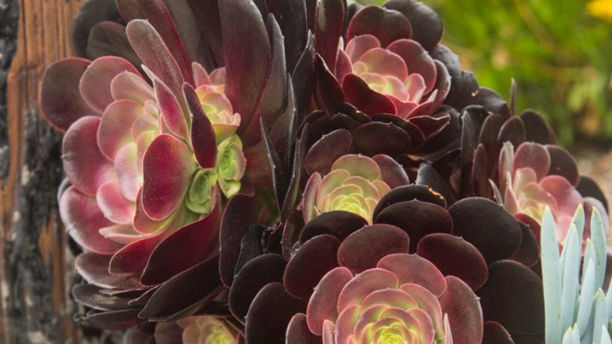 bulk flower seed Bulk 500 Piece Assorted Vegetable, Herb and Flower Seed Packets