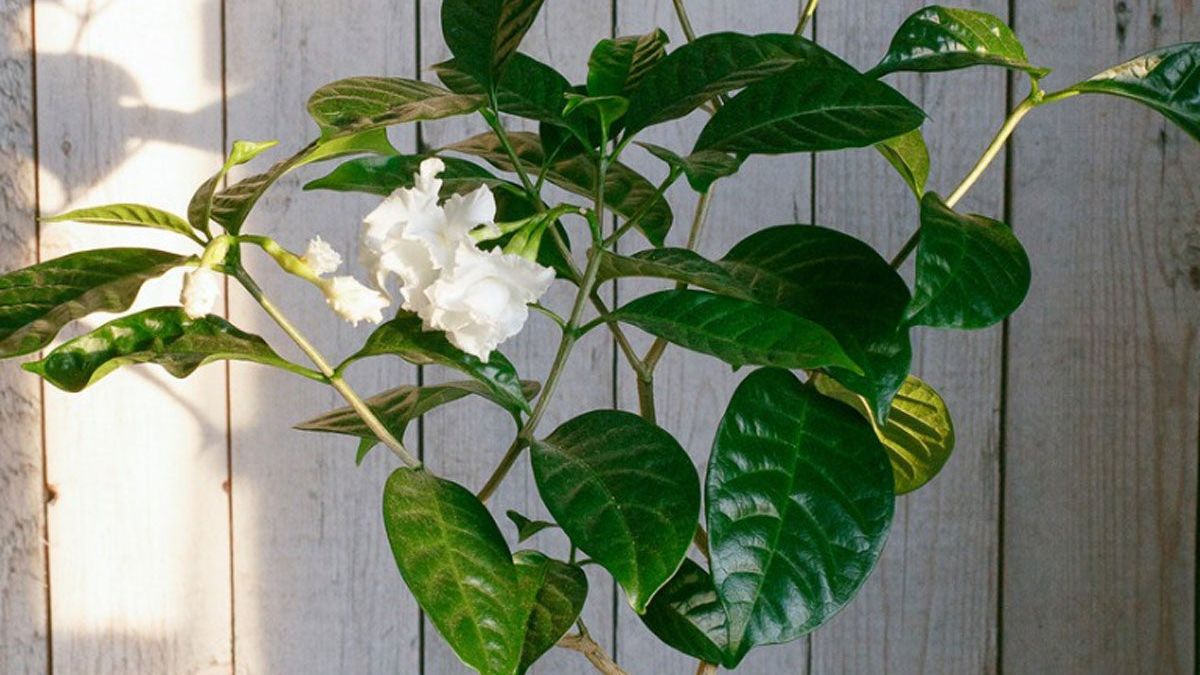 Care Of Indoor Gardenia - Learn How To Grow A Gardenia Indoors | Gardening  Know How