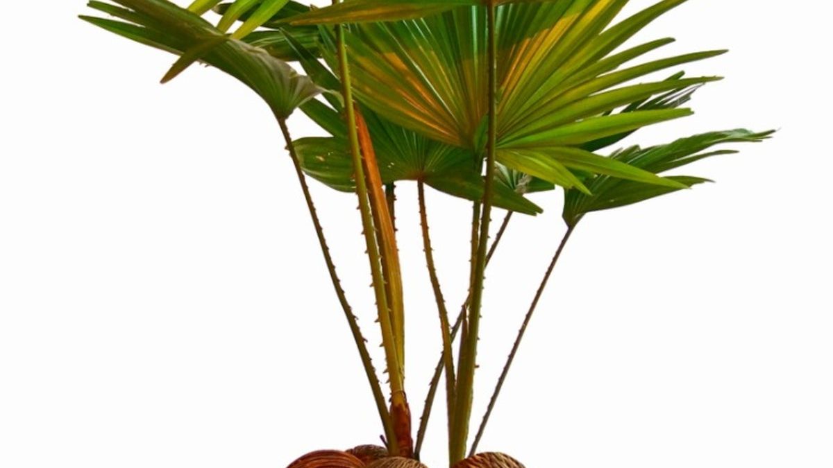pothos satin Scindapsus Hanging Basket: Tropical Vine with Silver Variegation - (6” Pot)  – Easy Plants – Satin Pothos – Scindapsus Pictus