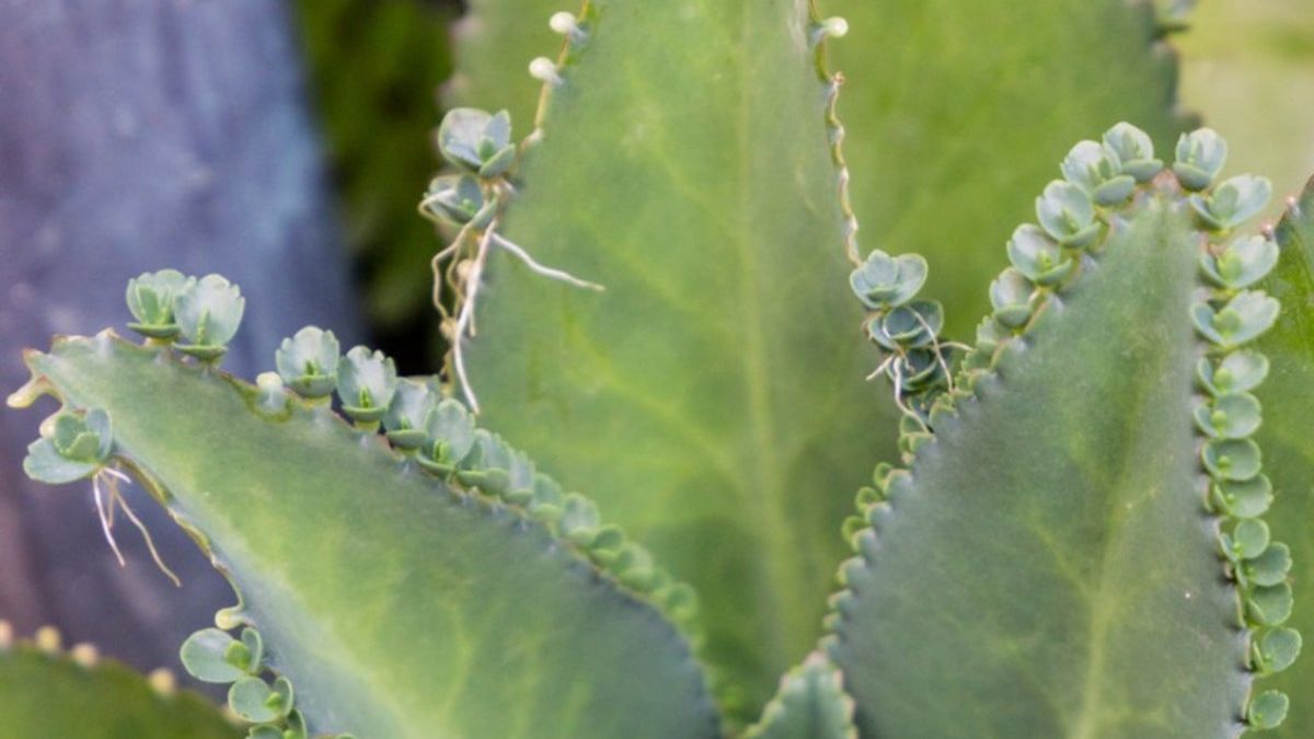 Mother Of Thousands Plant Info - How To Grow Kalanchoe Daigremontiana |  Gardening Know How
