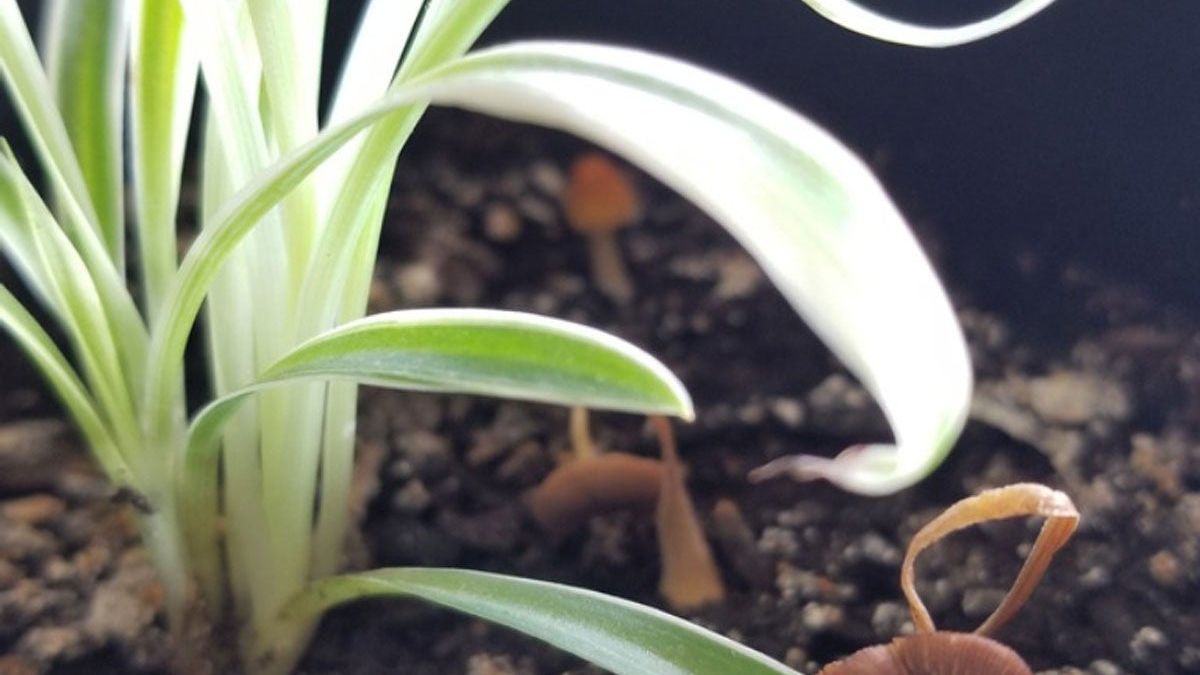 terrarium plants sale Plant terrarium set - Makoyana - 5 plants - Palm - Calathea Makoyana