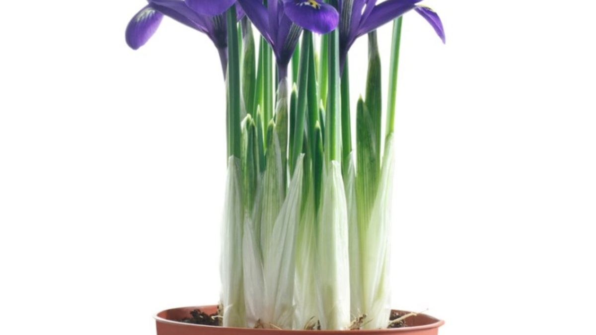 anthurium bakeri mature Buy Anthurium Bakeri main image 1
