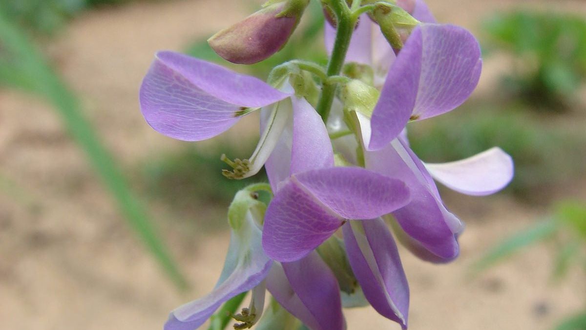 Desmodium Information: Tips For Growing Desmodium Plants | Gardening Know  How