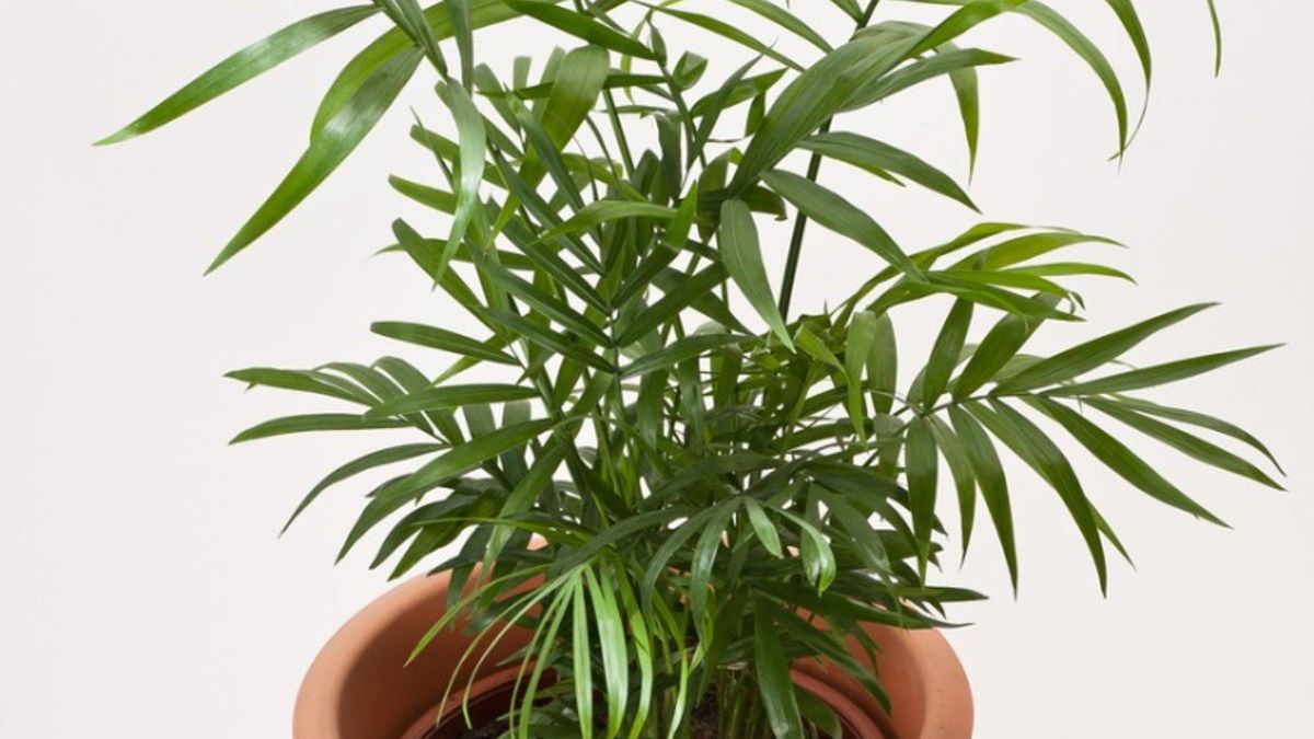 Parlor Palm Seed Collection And Propagation - Growing A Parlor Palm From  Seed | Gardening Know How