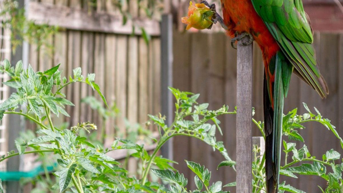 Protecting Tomato Plants From Birds: Keeping Birds Away From Tomatoes |  Gardening Know How