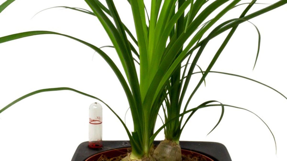 Ponytail Palm Side Shoots - Removing Pups From Ponytail Palms | Gardening  Know How