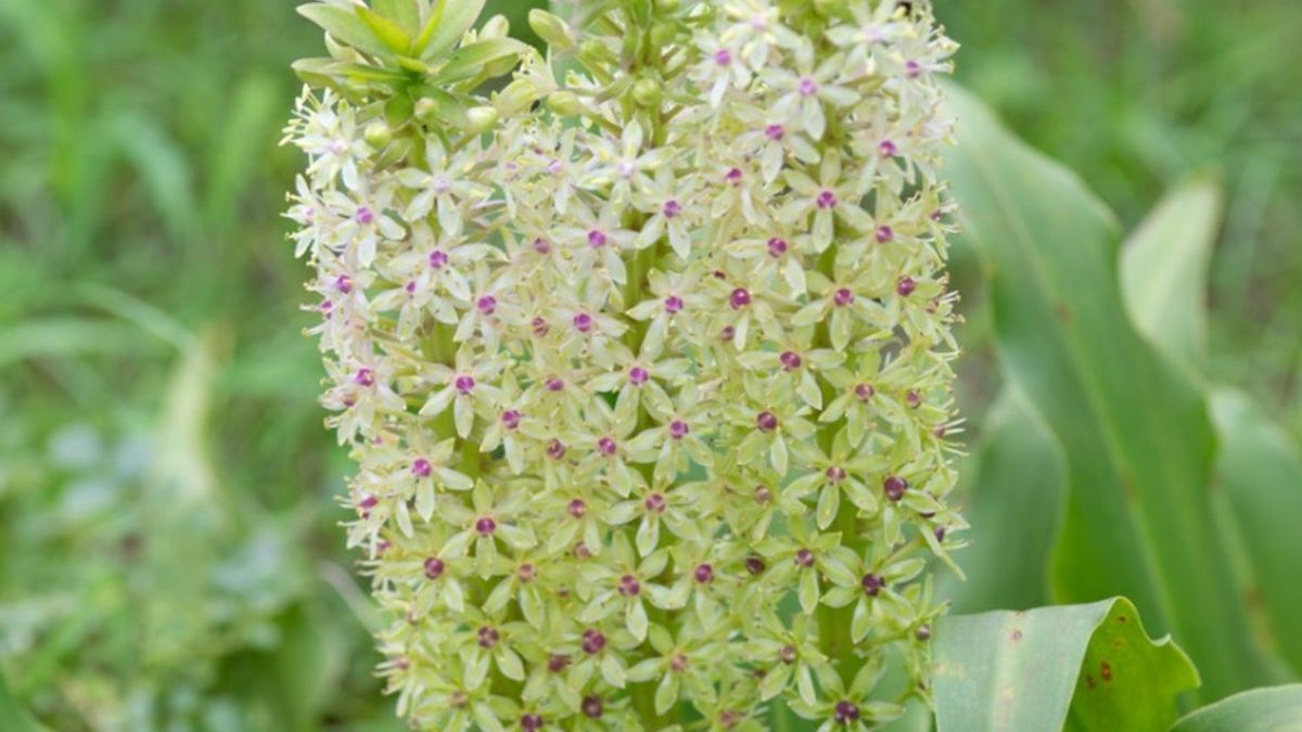 allium seeds when to plant 25 GIANT ALLIUM Allium Giganteum Purple Globe Flower Seeds