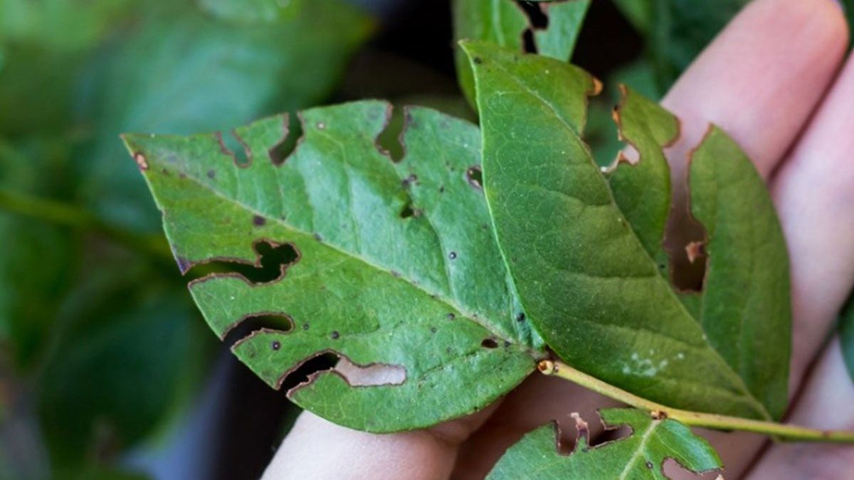 Blueberry Pest Control: How To Get Rid Of Bugs On Blueberry Bushes ...