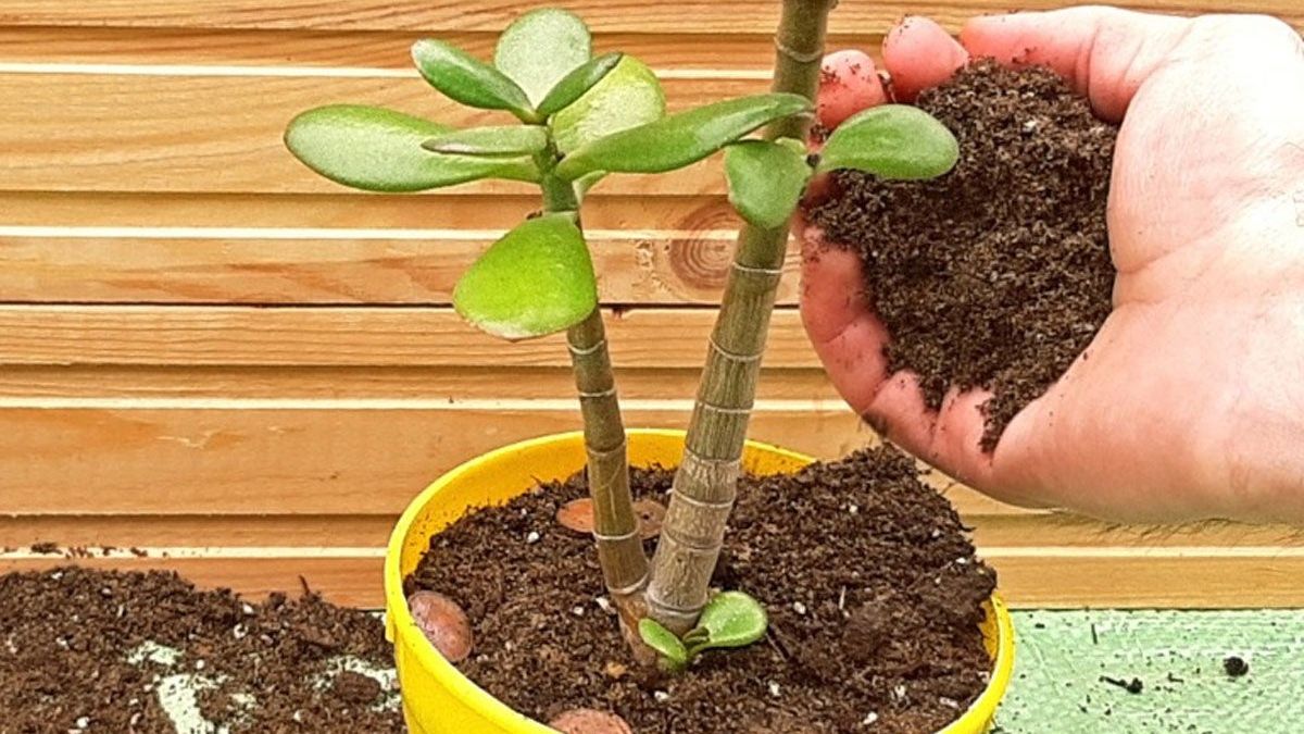 curly succulent plants Albuca spiralis *Curly-Q leaves* – Kyle's Plants main image 0
