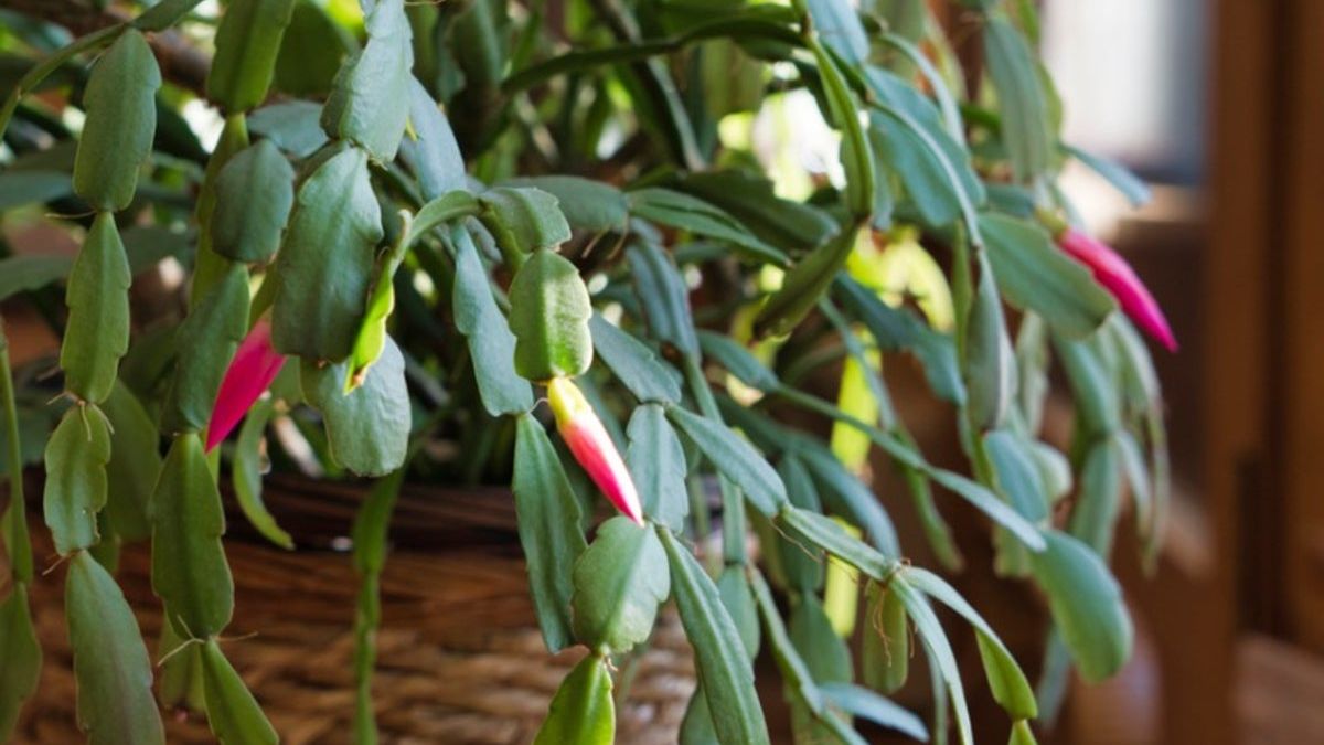 My Christmas Cactus Is Dropping Leaves - Reasons For Christmas Cactus  Leaves Dropping OffMy Christmas Cactus Is Dropping Leaves - Reasons For Christmas  Cactus Leaves Dropping Off | Gardening Know How