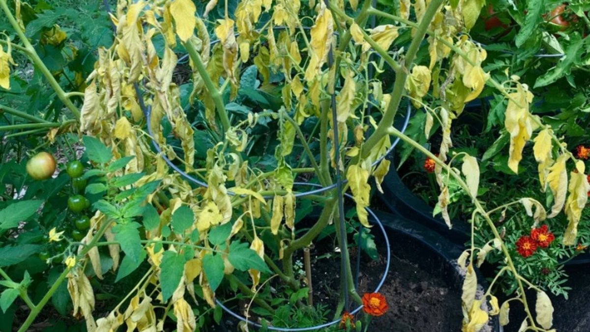Tomato Wilt: Reasons For Tomato Plant Leaves Wilting | Gardening Know How