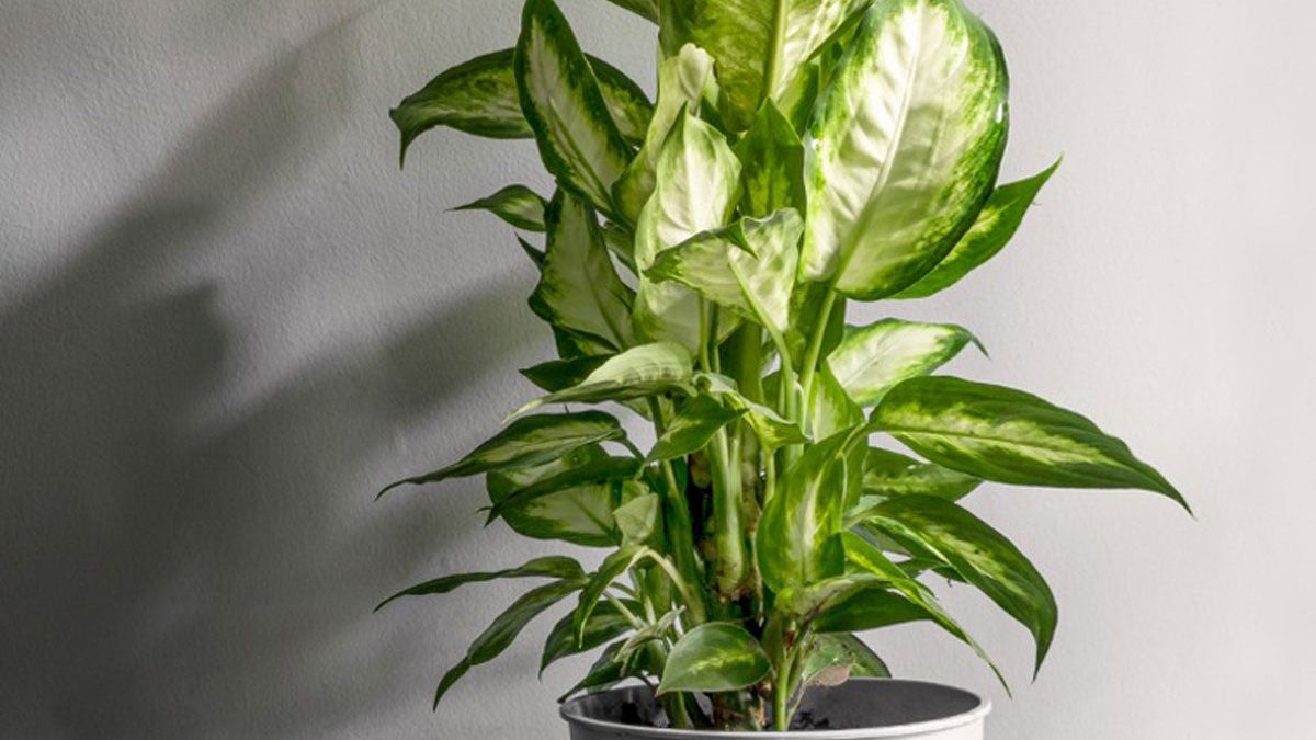 giant elephant ear plants for sale near me Colocasia